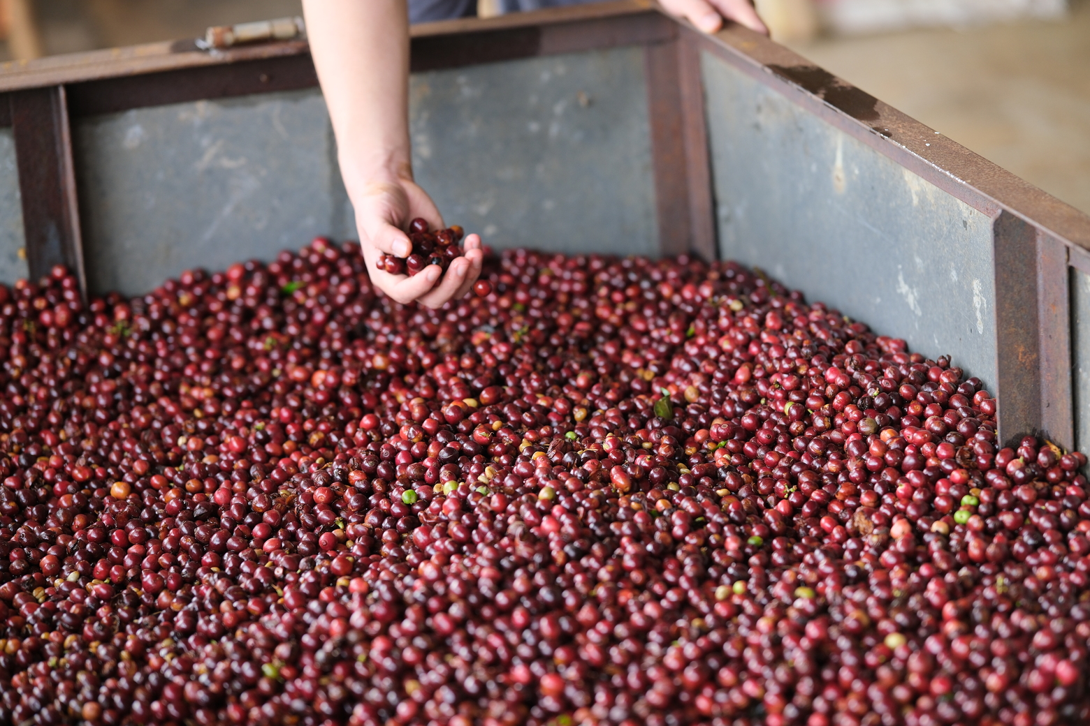 Coffee beans